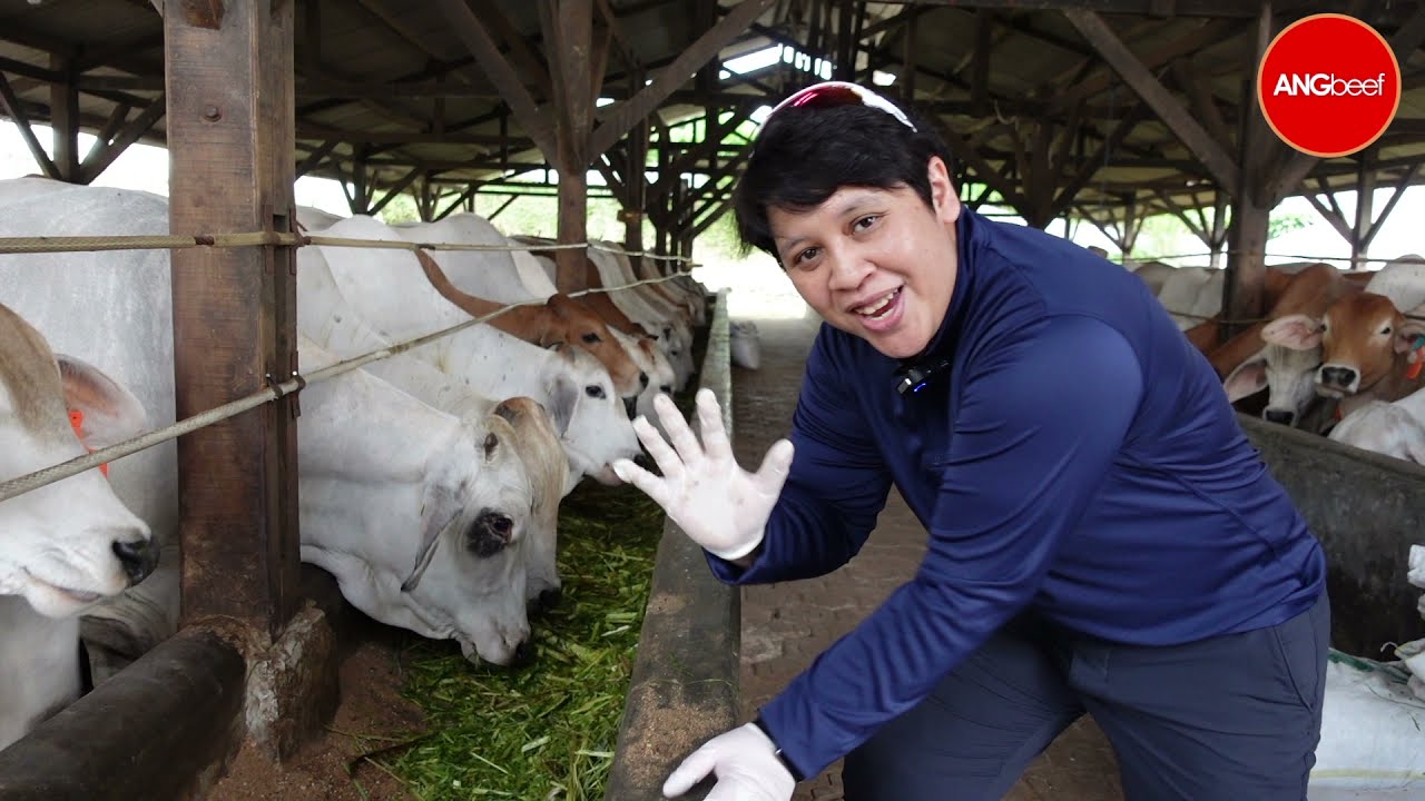 Why we give chopped grass to our cattle AngBeef Farm